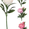 Kesätuotteet|Kesätuotteet>Koopman International B.V., Distelweg 88, 1031 HH AMSTERDAM, www.koopmanint.com Koristepioni 60 cm, lajitelmatuote 3 eri väriä