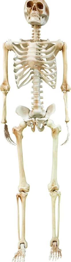 Ripustettavat Hahmot|Muut Ripustettavat Koristeet>IV Beck / Amscan Europe GmbH, Dettinger Str. 148, 73230 Kirchheim/Teck, Germany, www.amscan-europe.com Luuranko n. 160 cm